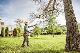 Reliable Ben Wheeler, TX Tree Removal Solutions