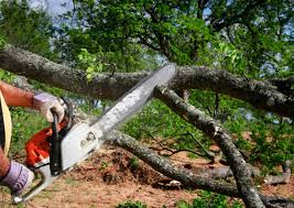 Best Firewood Processing and Delivery  in Ben Wheeler, TX