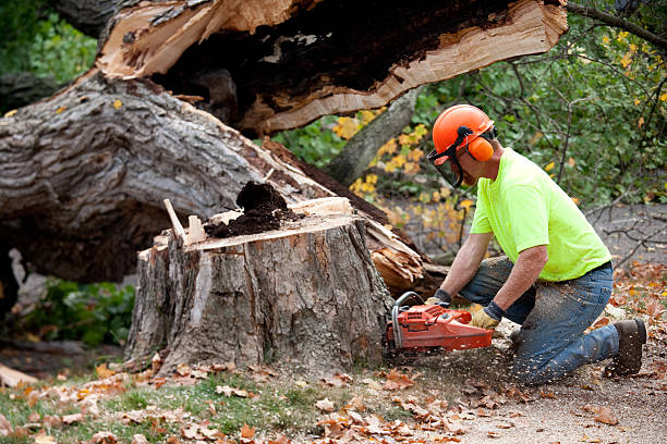 Best Tree Disease Treatment  in Ben Wheeler, TX