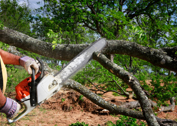 Best Tree Mulching  in Ben Wheeler, TX